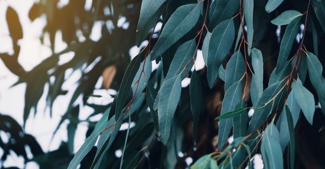 Neurotoxins & Filler