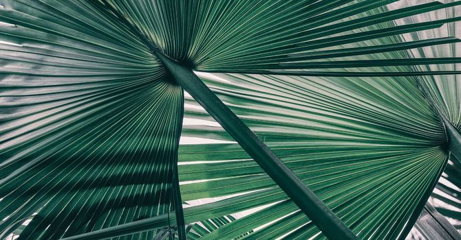 Neurotoxins & Filler